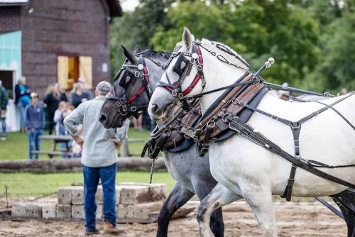 The horse pull was held Friday, August 18 at the Parham Fair.